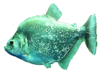 Piraña de Gery