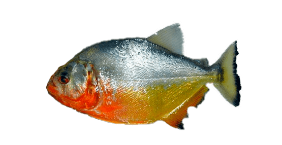 Palometa