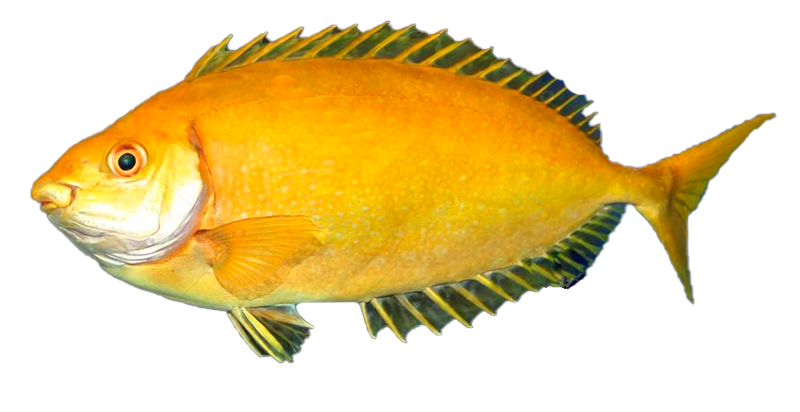 Pez Conejo Oscuro