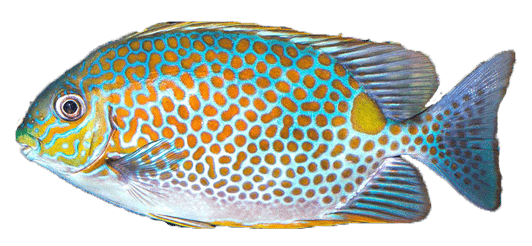Sigano de Rayas Doradas