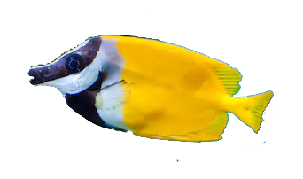 Pez Conejo, Foxface