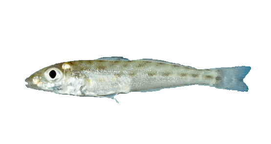 Pescadilla Oriental
