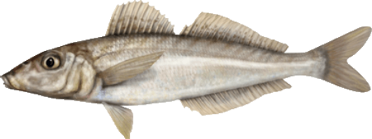 Pescadilla Plateada
