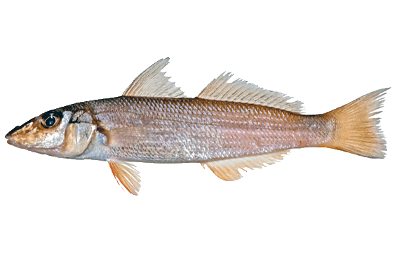 Sillago