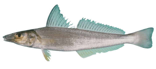 Pescadilla del Norte