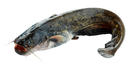 Siluro
