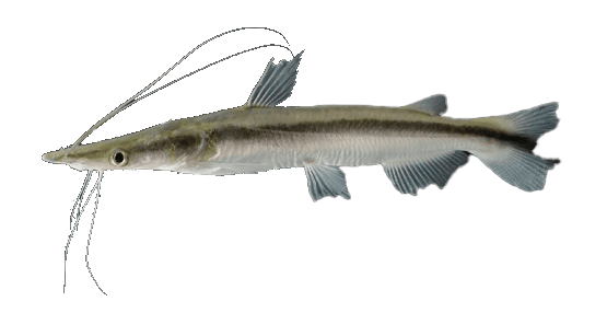 Manduve Cucharón