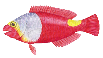 Vieja