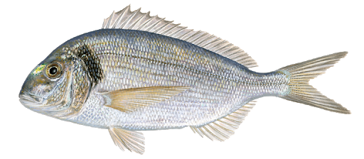 Dorada