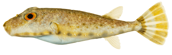 Botete collarete