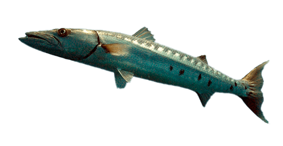 Barracuda