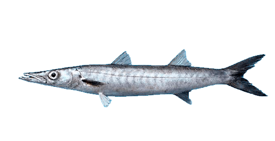 Barracuda