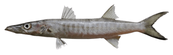 Barracuda Rayada