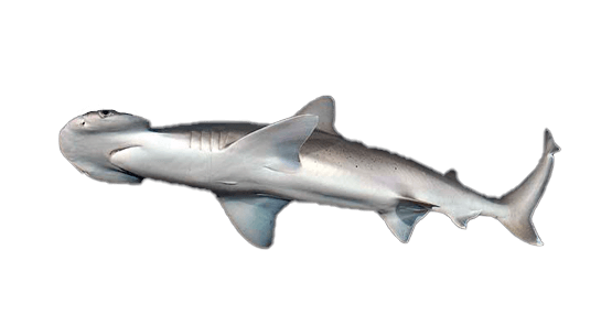 Tiburón martillo