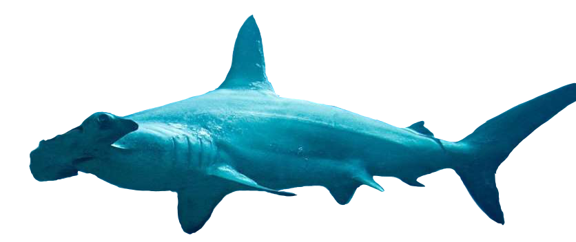 Cornuda común