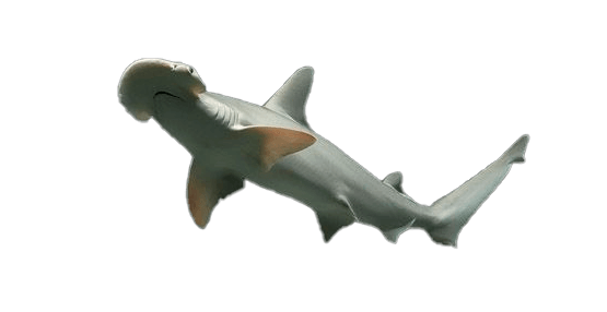 Tiburón Cabeza de Pala