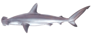 Tiburón Martillo