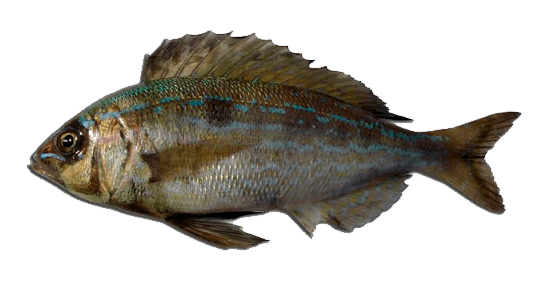 Chucla