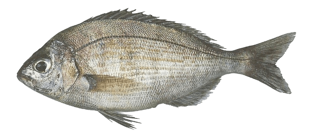 Chopa