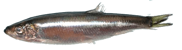 Sardina