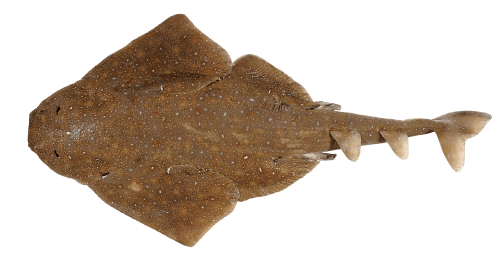 Angelote
