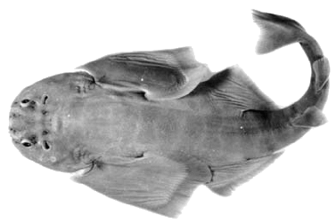 Tiburón ángel