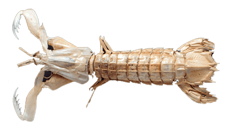 Galera, Shrimp Mantis