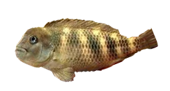 Pez Búfalo