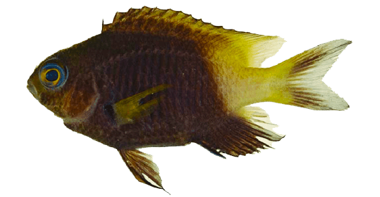 Damisela Bicolor
