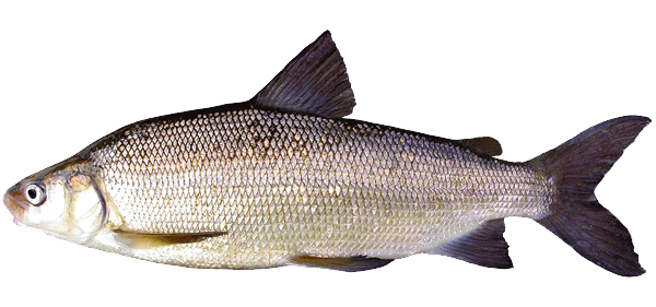 Salmón Blanco, Beloribitsa
