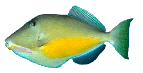 Cochito naranja