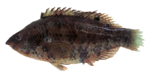 Porredana de Bailloni
