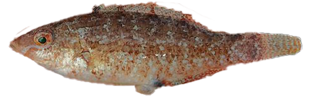 Porredana Gris