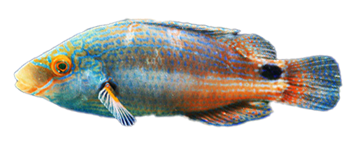Tordo Rojo