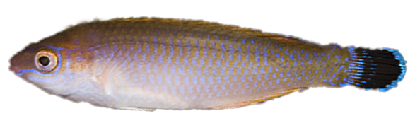 Llambrega