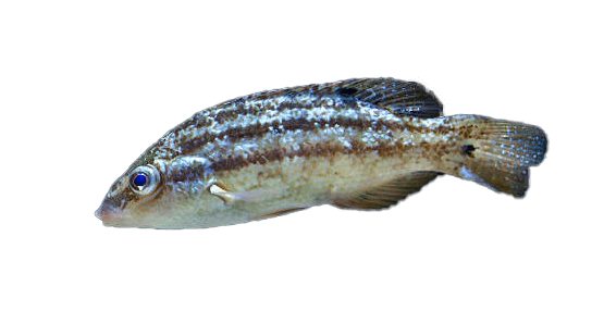 Porredana