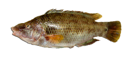Tordo