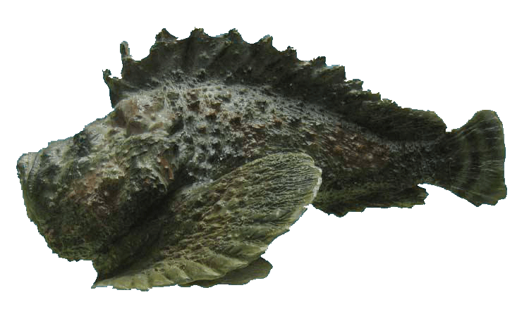 Pez Piedra Costero