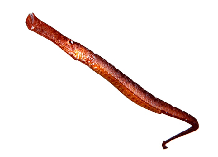 Aguja Mula