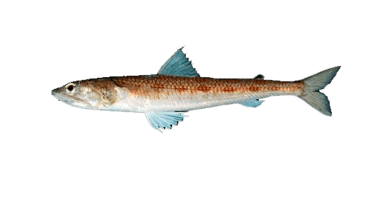 Pez Lagarto