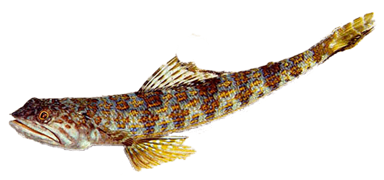 Lagarto Diamante