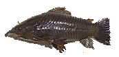 Tacha