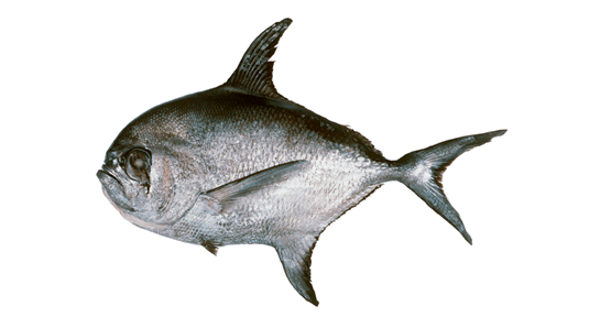 Palometa Negra