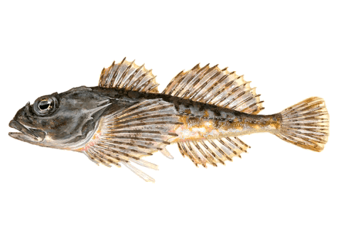 Escorpión Marino