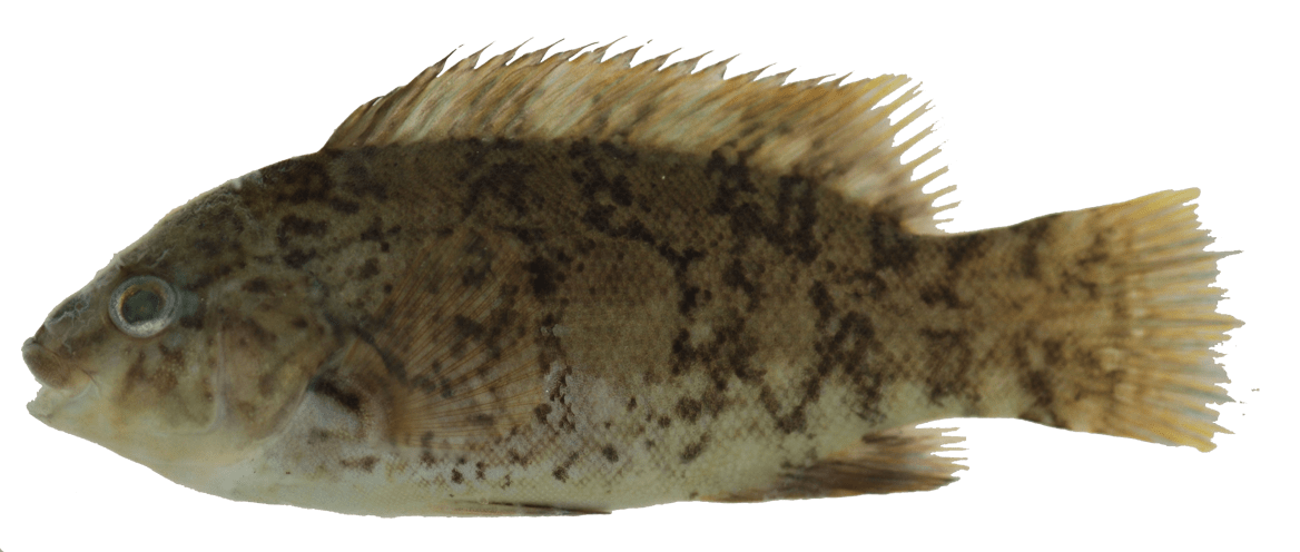 Tautog