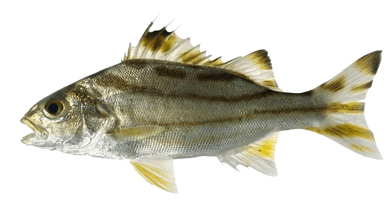 Terapon Jarbua