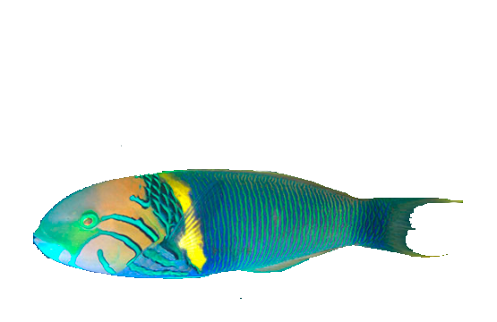 Pejeverde Oriental