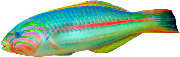 Doncella de Rüppell
