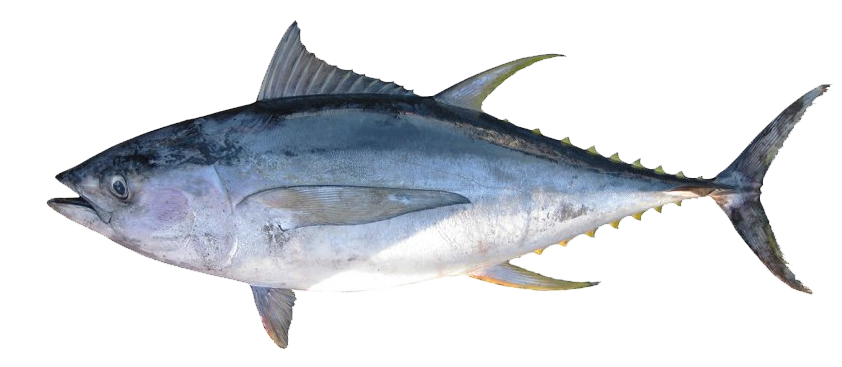 Atún de Aleta Amarilla