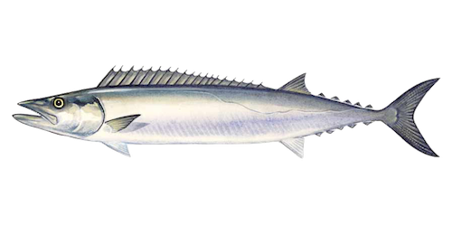 Snoek, Sierra